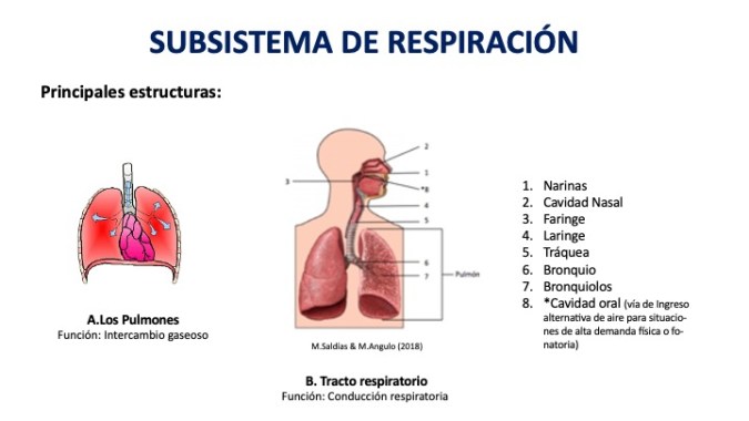 PULMONES Y TRACTO RESPIRATORIO